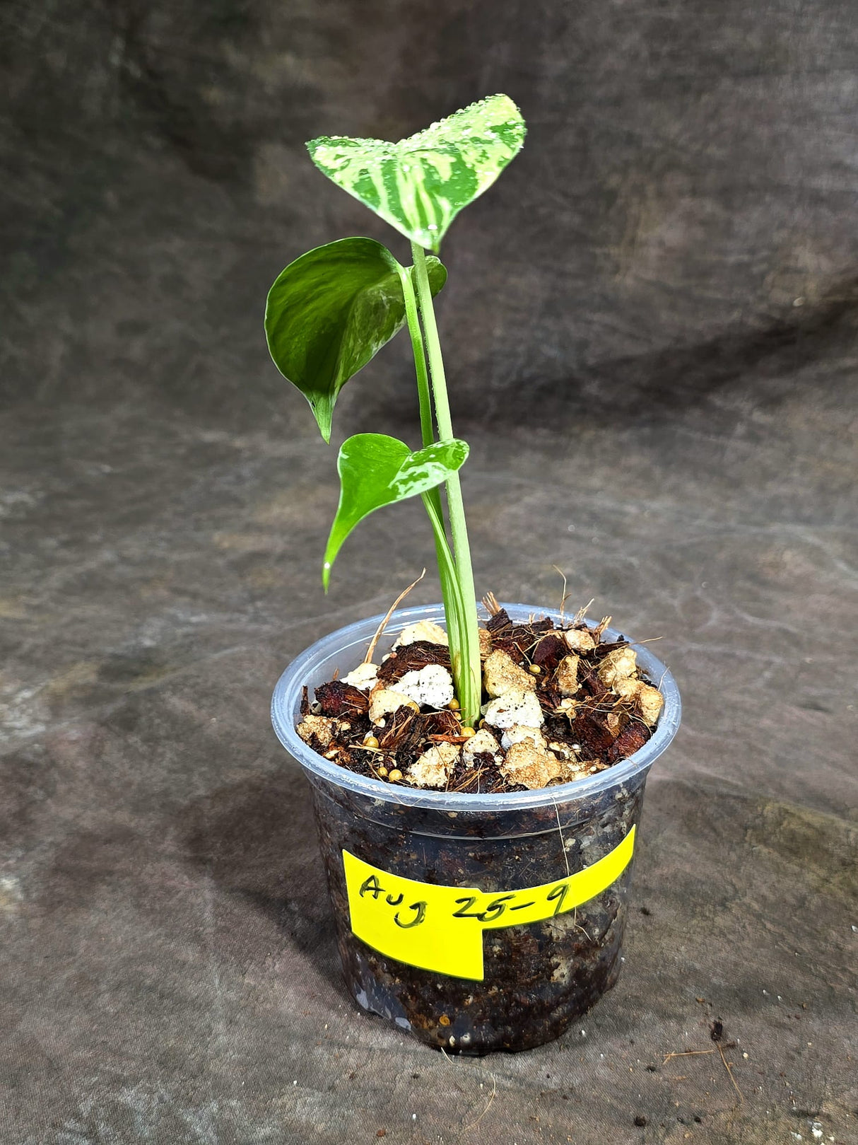 Monstera “Bulbasaur” Variegated - Exact Plant - (Aug-25-9)