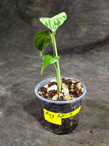Monstera “Bulbasaur” Variegated - Exact Plant - (Aug-25-9)