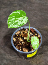 Monstera “Bulbasaur” Variegated - Exact Plant - (Aug-25-7)