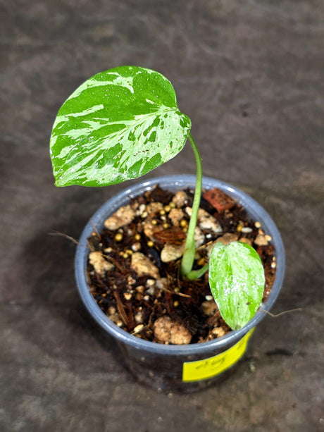 Monstera “Bulbasaur” Variegated - Exact Plant - (Aug-25-7)