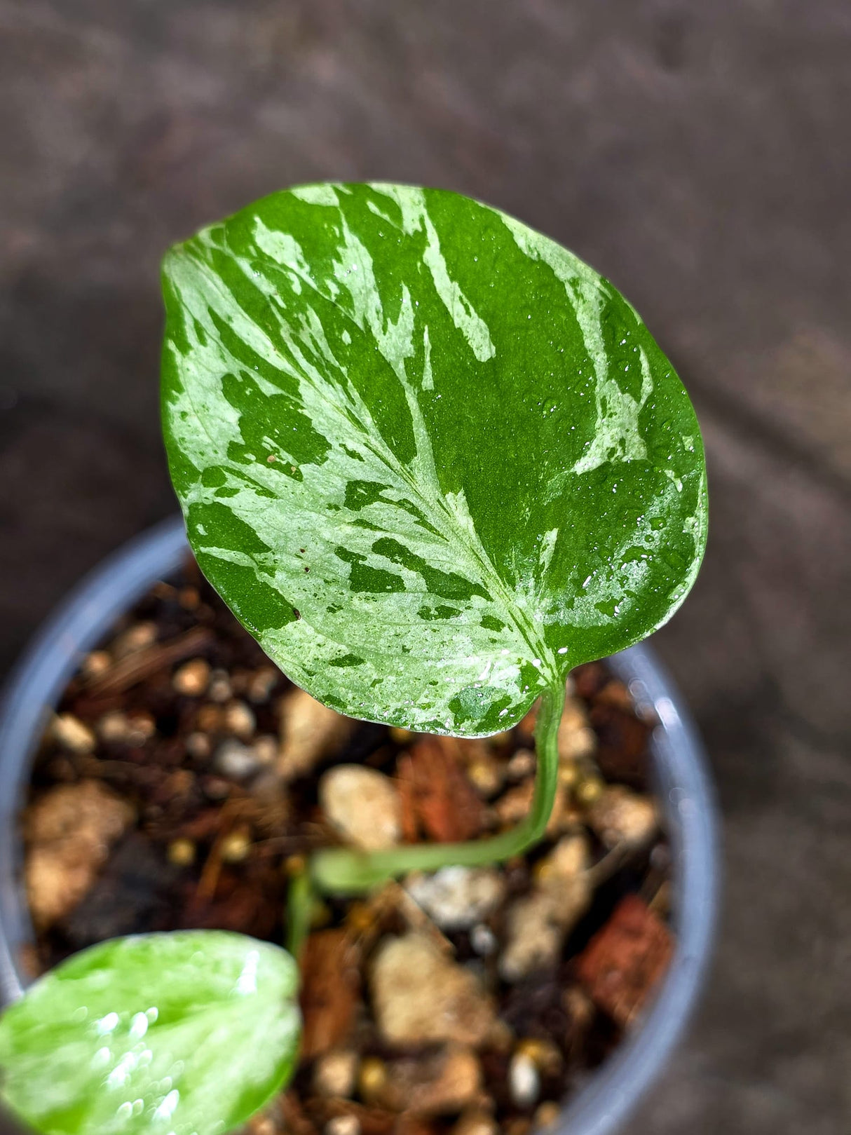 Monstera “Bulbasaur” Variegated - Exact Plant - (Aug-25-7)