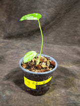 Monstera “Bulbasaur” Variegated - Exact Plant - (Aug-25-7)