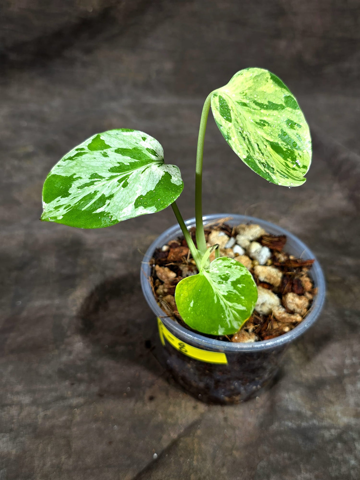 Monstera “Bulbasaur” Variegated - Exact Plant - (Aug-25-8)