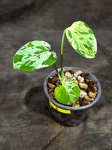 Monstera “Bulbasaur” Variegated - Exact Plant - (Aug-25-8)