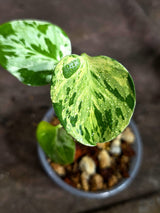 Monstera “Bulbasaur” Variegated - Exact Plant - (Aug-25-8)