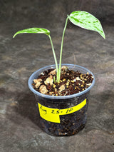 Monstera “Bulbasaur” Variegated - Exact Plant - (Aug-25-10)