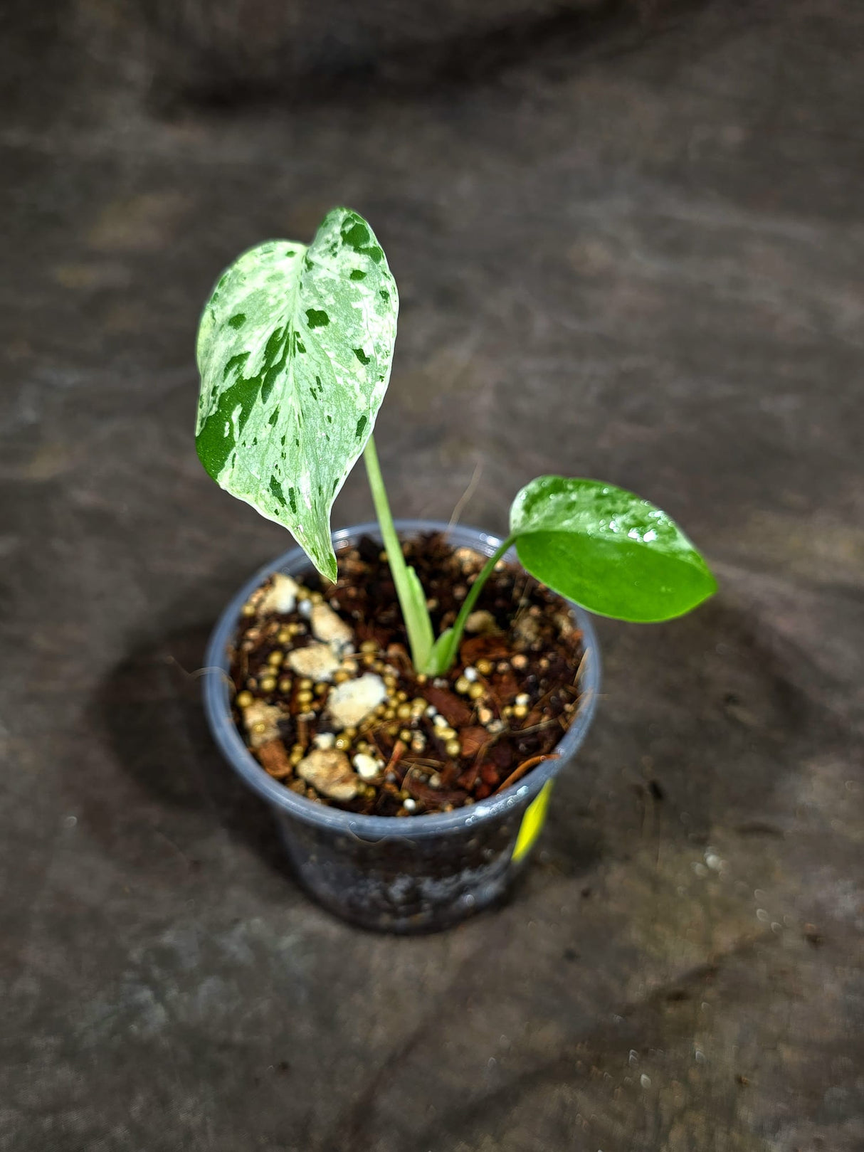 Monstera “Bulbasaur” Variegated - Exact Plant - (Aug-25-11)