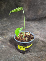 Monstera “Bulbasaur” Variegated - Exact Plant - (Aug-25-11)