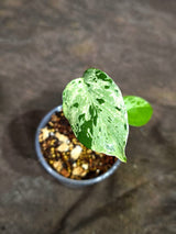 Monstera “Bulbasaur” Variegated - Exact Plant - (Aug-25-11)