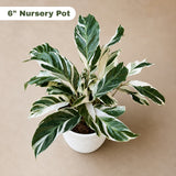 Calathea Fusion White in Grow Pot - Low Maintenance Best Indoor Plant - Variegated White Plant - Office Gift Plant with Pot -
