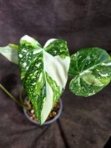 Philodendron Gloriosum Tricolor Variegated (Sep-2-1)