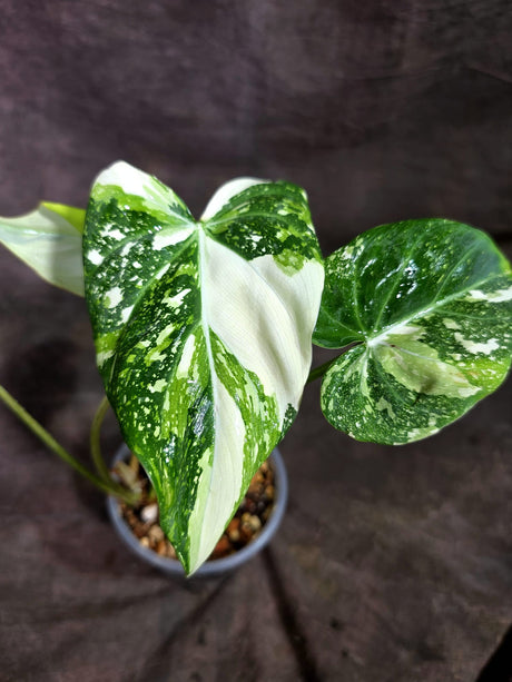 Philodendron Gloriosum Tricolor Variegated (Sep-2-1)