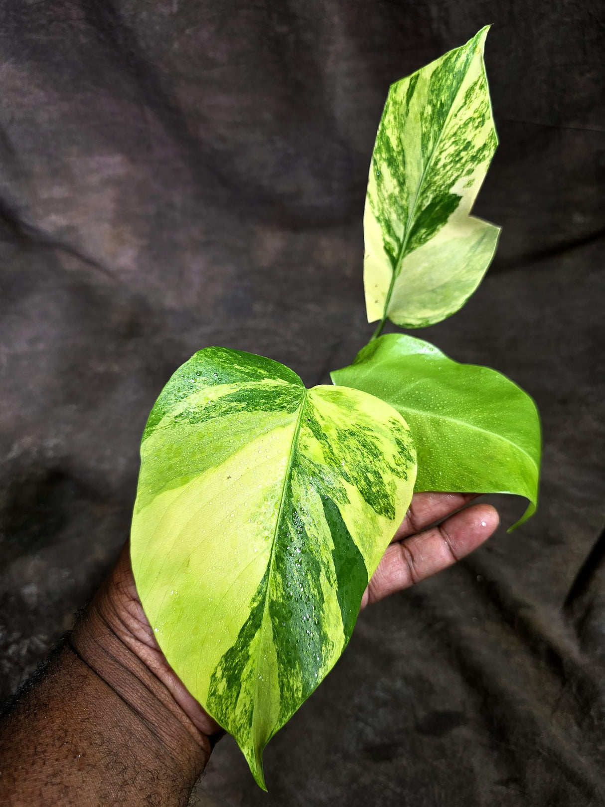Monstera Aurea Variegated Borsigiana - Monstera Aurea - (Sep-2-2)
