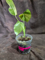 Monstera Aurea Variegated Borsigiana - Monstera Aurea - (Sep-2-2)