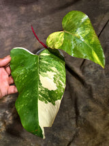 Rare Philodendron Strawberry Shake Variegated (Sep-2-3)
