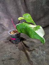 Rare Philodendron Strawberry Shake Variegated (Sep-2-3)