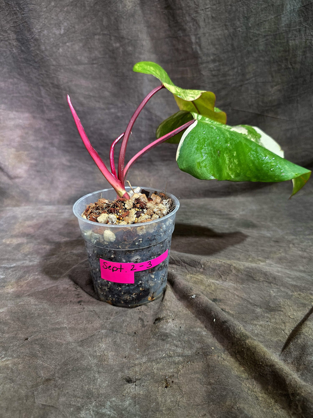 Rare Philodendron Strawberry Shake Variegated (Sep-2-3)