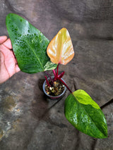 Rare Philodendron Strawberry Shake Variegated (Sep-2-4)
