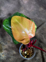 Rare Philodendron Strawberry Shake Variegated (Sep-2-4)