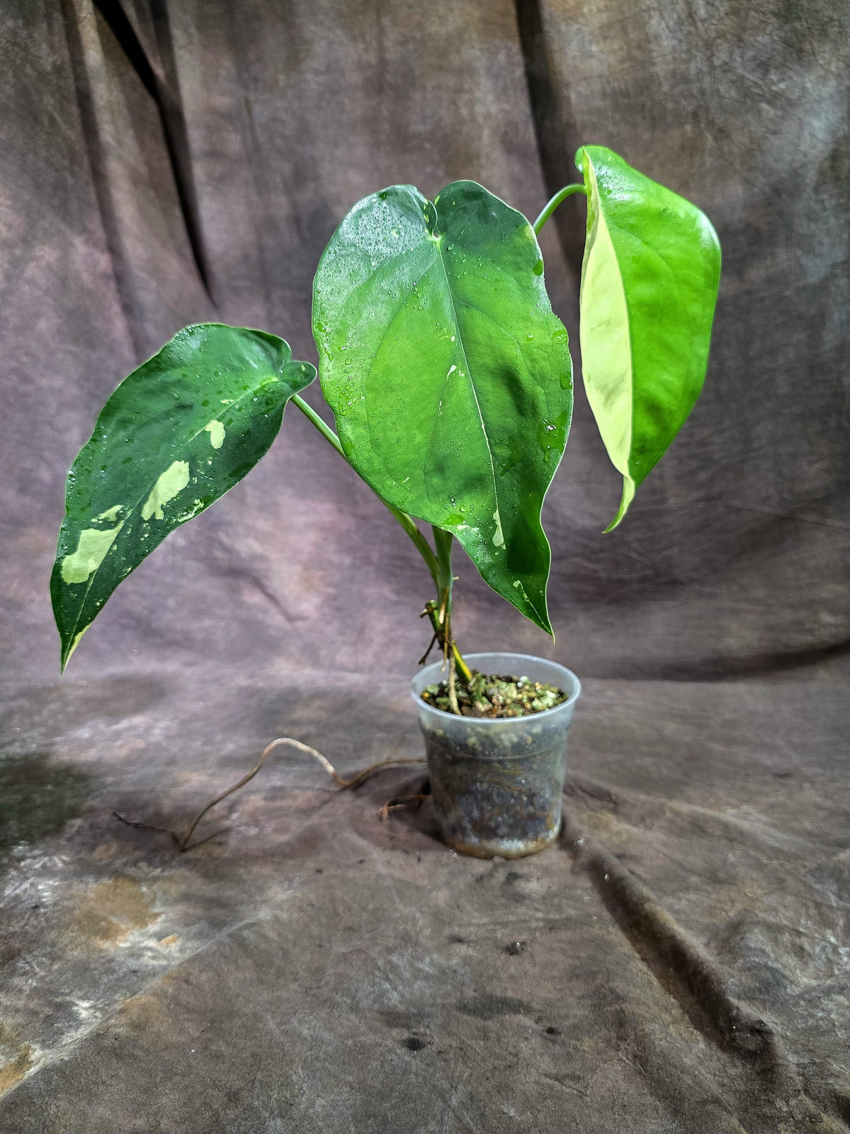 Syngonium Chiapense Albo Variegated - Exact Plant - (Sep-2-5)