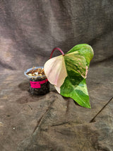 Rare Philodendron Strawberry Shake Variegated (Sep-2-8)