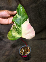 Rare Philodendron Strawberry Shake Variegated (Sep-2-8)