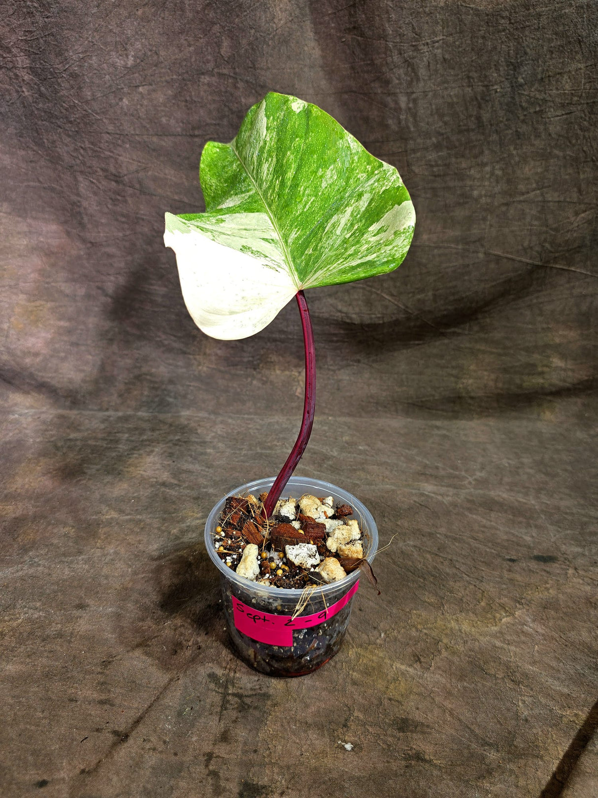 Rare Philodendron Strawberry Shake Variegated (Sep-2-9)