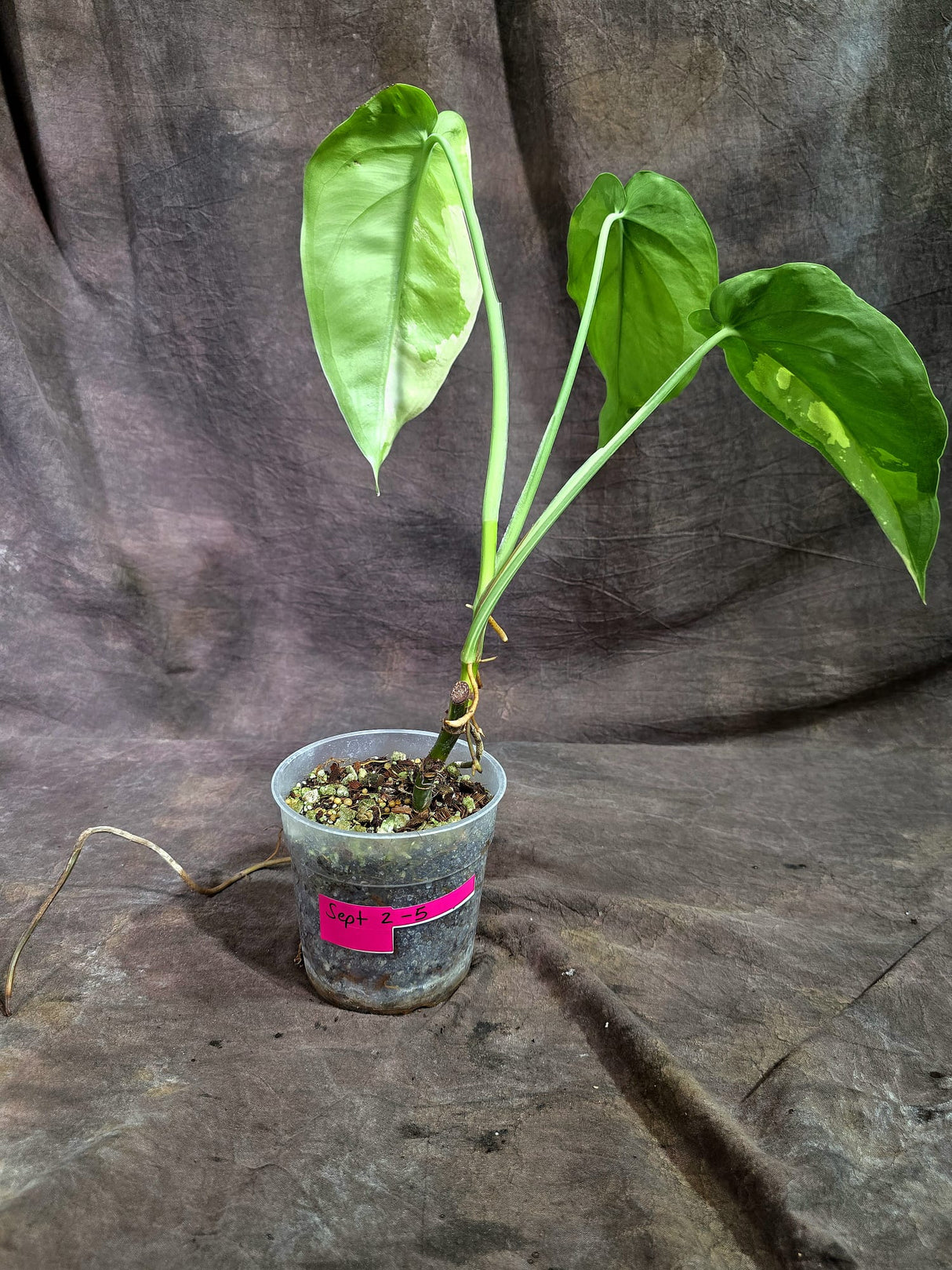 Syngonium Chiapense Albo Variegated - Exact Plant - (Sep-2-5)