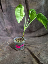 Syngonium Chiapense Albo Variegated - Exact Plant - (Sep-2-5)