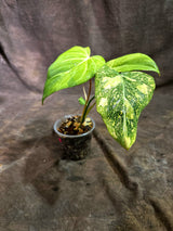 Philodendron Gloriosum Tricolor Variegated (Sep-2-6)