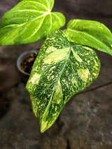 Philodendron Gloriosum Tricolor Variegated (Sep-2-6)