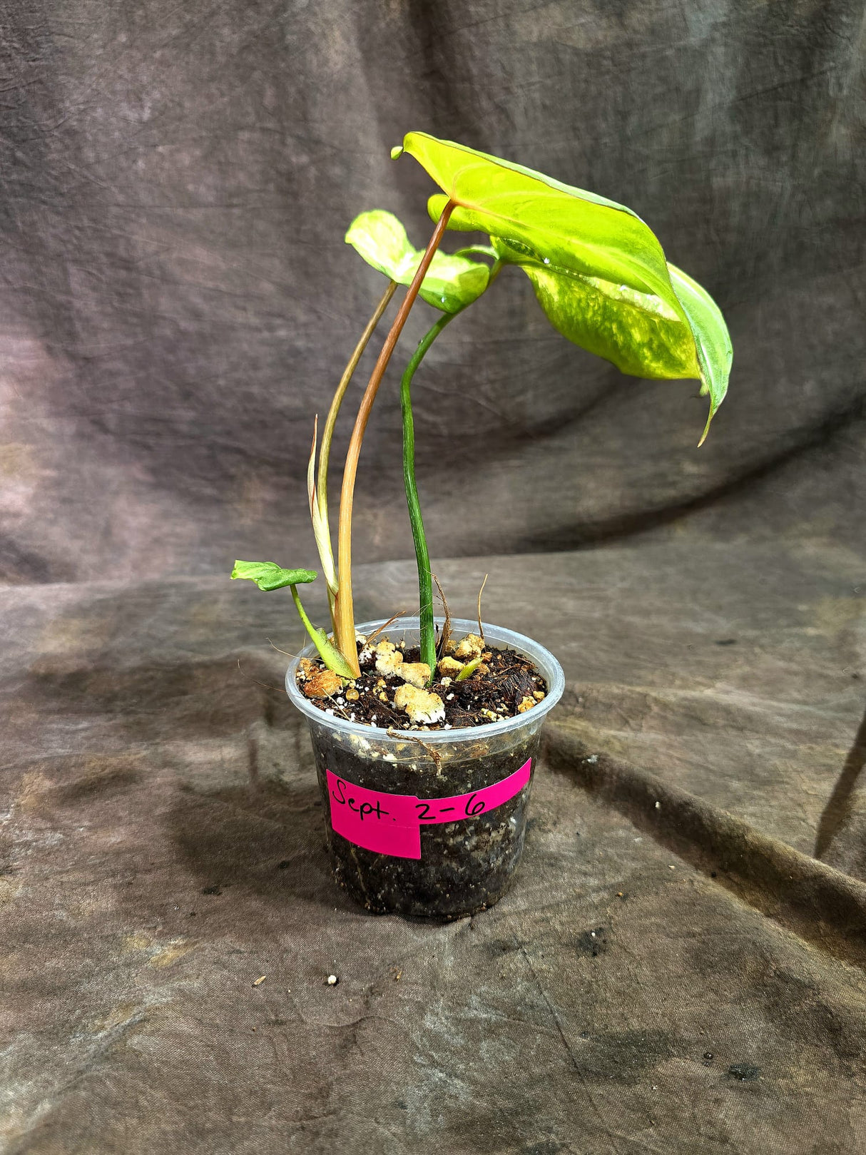 Philodendron Gloriosum Tricolor Variegated (Sep-2-6)