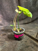 Philodendron Gloriosum Tricolor Variegated (Sep-2-6)