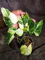 Philodendron Gloriosum Tricolor Variegated (Sep-2-7)