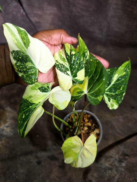 Philodendron Gloriosum Tricolor Variegated (Sep-2-7)