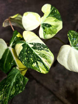 Philodendron Gloriosum Tricolor Variegated (Sep-2-7)