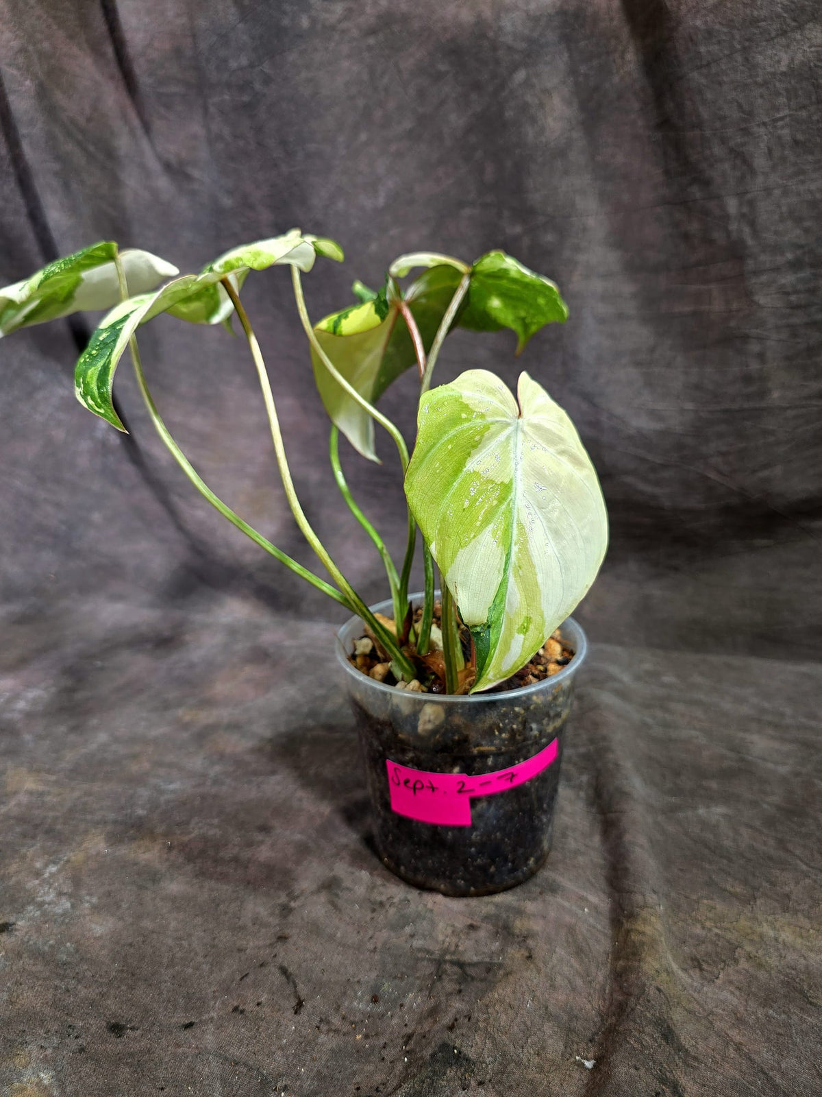 Philodendron Gloriosum Tricolor Variegated (Sep-2-7)
