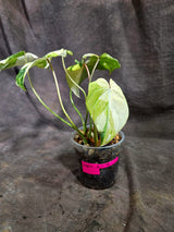 Philodendron Gloriosum Tricolor Variegated (Sep-2-7)