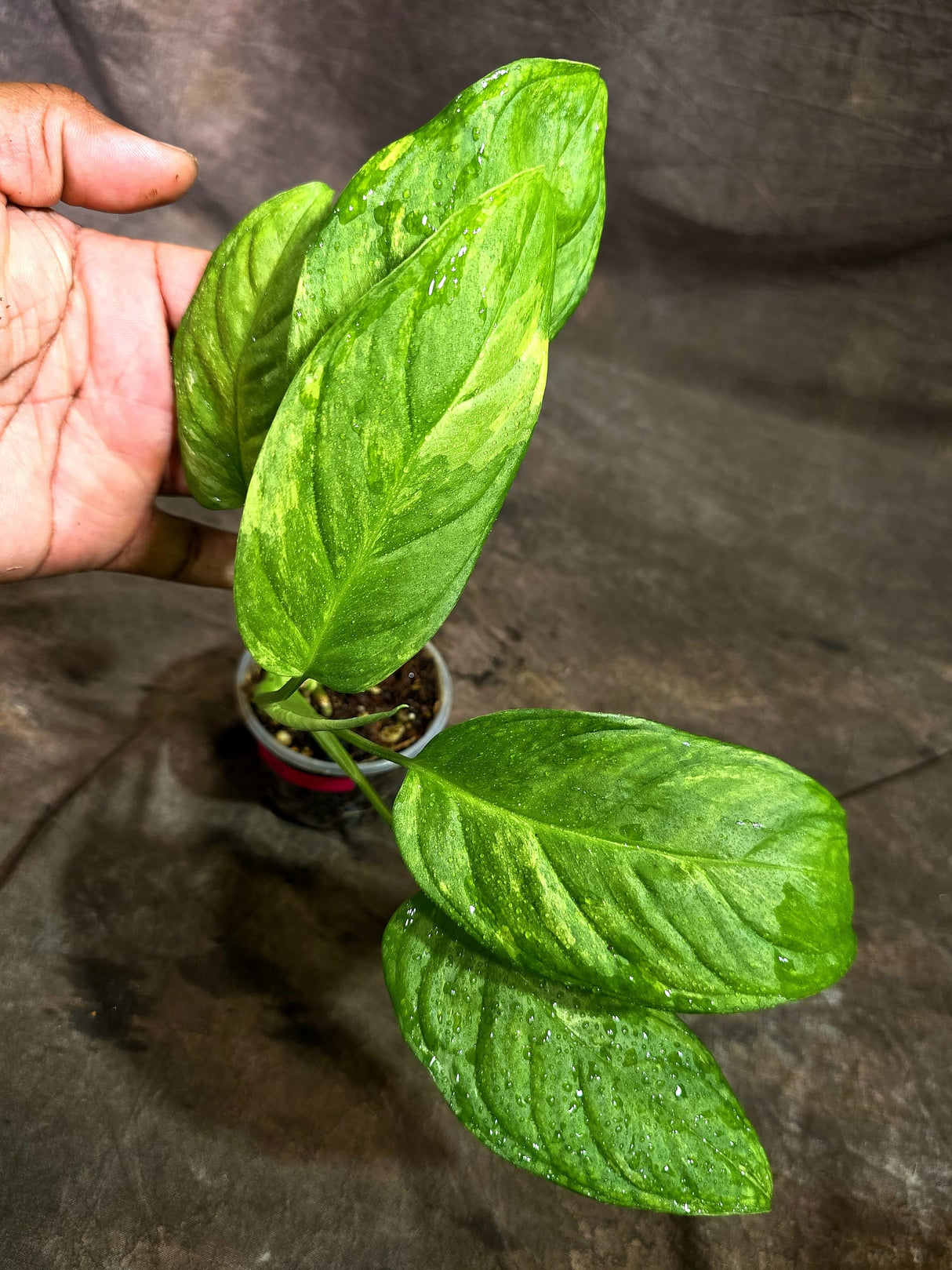 Obliqua Mayuna - Rare Tropical Collectors Plant (Sep-2-10)