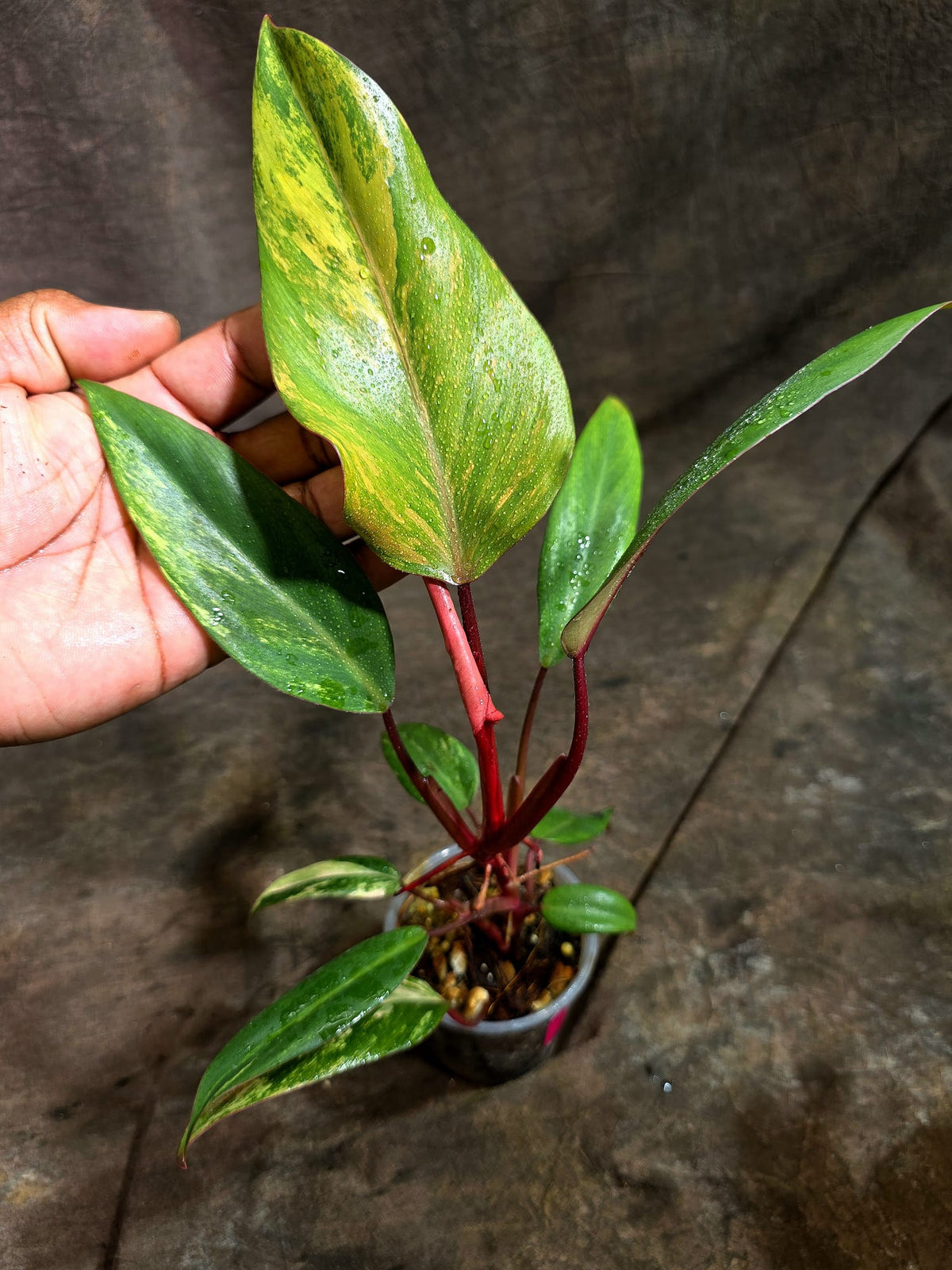 Rare Philodendron Strawberry Shake Variegated (Sep-2-11)
