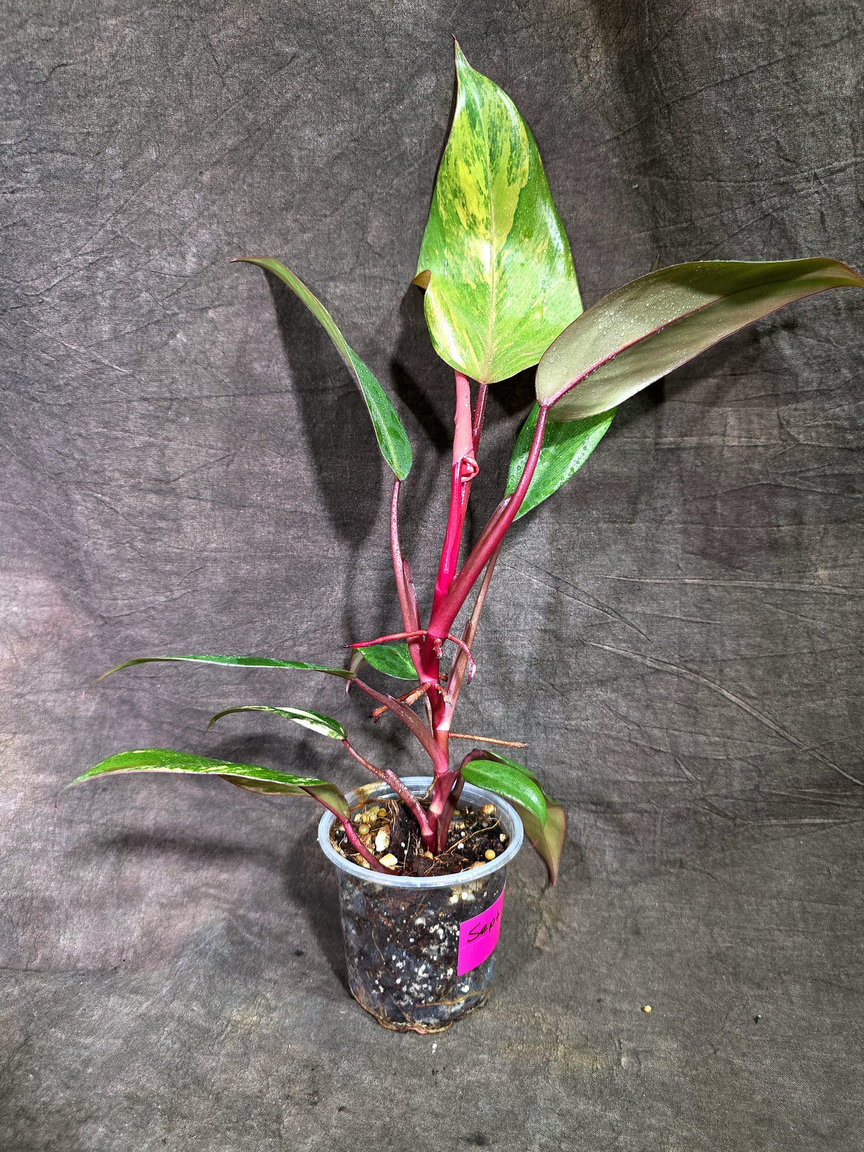 Rare Philodendron Strawberry Shake Variegated (Sep-2-11)