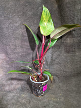Rare Philodendron Strawberry Shake Variegated (Sep-2-11)
