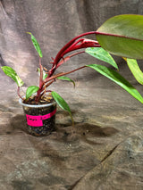 Rare Philodendron Strawberry Shake Variegated (Sep-2-11)