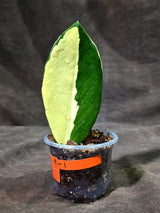 Variegated ZZ Gold Live Plant - Zamioculcas Zamiifolia (Sep-9-1)
