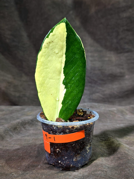Variegated ZZ Gold Live Plant - Zamioculcas Zamiifolia (Sep-9-1)