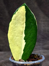 Variegated ZZ Gold Live Plant - Zamioculcas Zamiifolia (Sep-9-1)