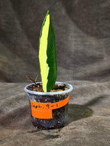 Variegated ZZ Gold Live Plant - Zamioculcas Zamiifolia (Sep-9-1)