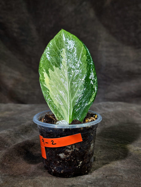 Variegated ZZ Gold Live Plant - Zamioculcas Zamiifolia (Sep-9-2)