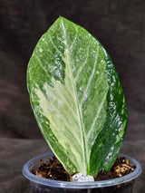 Variegated ZZ Gold Live Plant - Zamioculcas Zamiifolia (Sep-9-2)