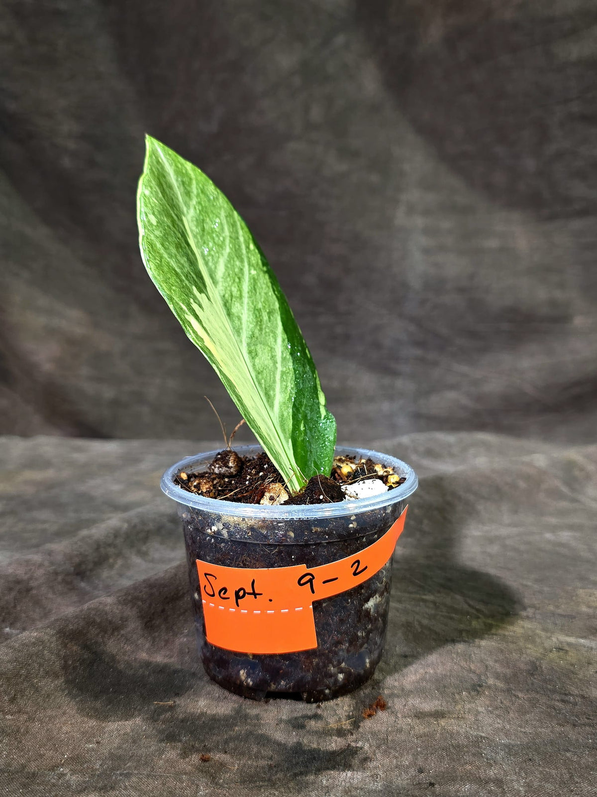 Variegated ZZ Gold Live Plant - Zamioculcas Zamiifolia (Sep-9-2)